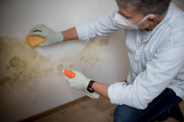 Best Post-Flood Mold Remediation in Pembroke Pines, FL